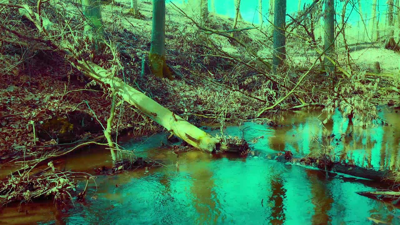 Green Radio: 24/7 Concert of Birds and Nature Sounds