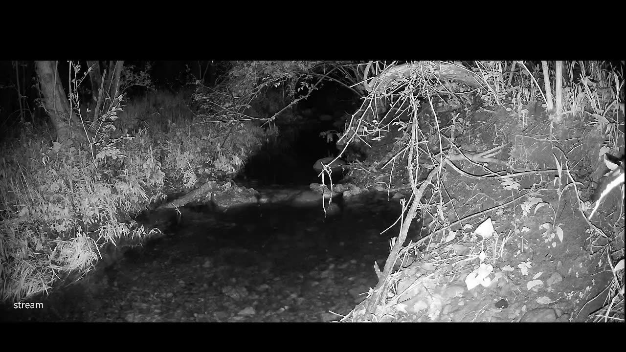 Live Stream