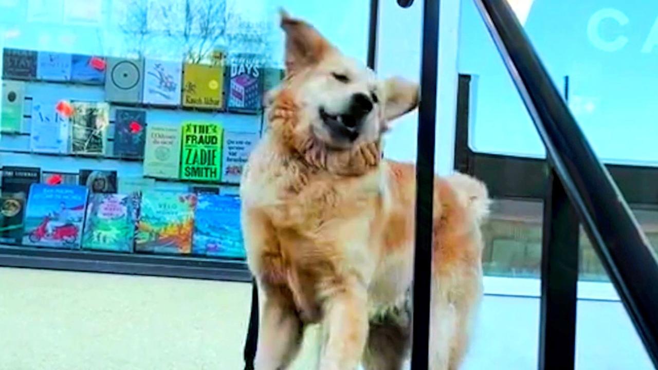 This Adorable Pup Throws His Version of a Temper Tantrum When He Doesn’t Get His Way