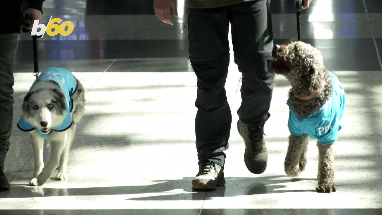 This is an Amazing Feature of the Airport in Istanbul, Therapy Dogs!