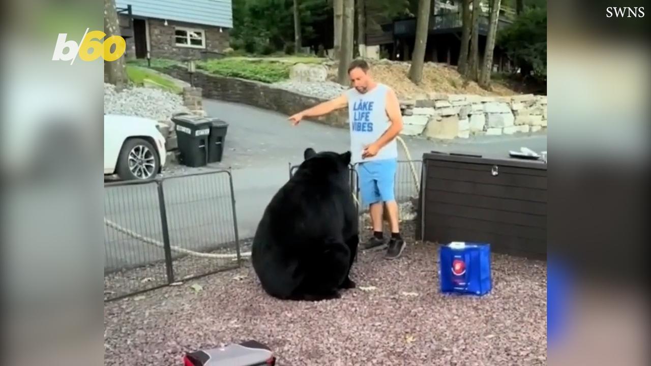 Check Out This Black Bear Going After a Human at a Family Cookout