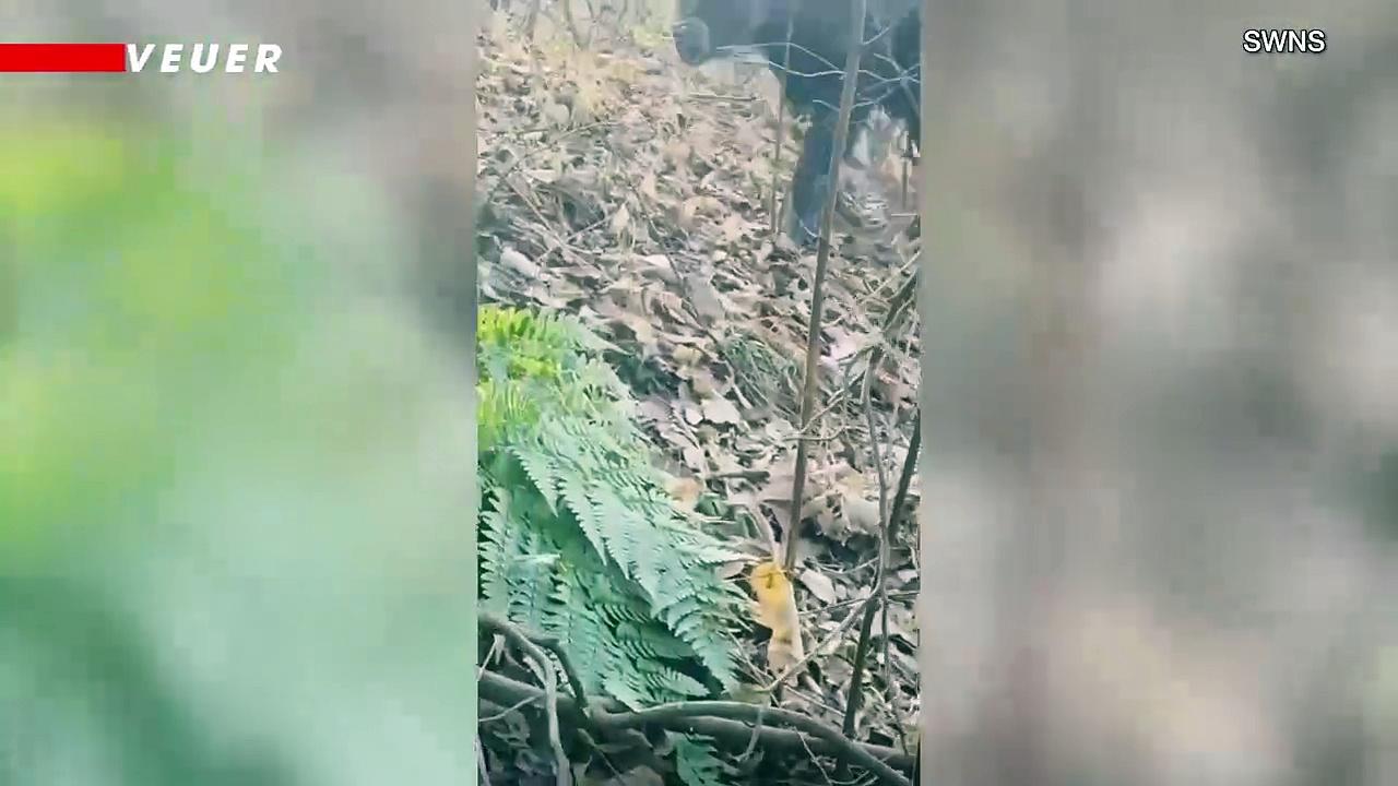 This is The Battle You Didn’t Expect To See! A Bear vs. A Farmer!