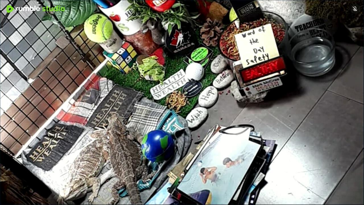 🔴LiveStream2025🔴05-08🍁🐉 Bearded🐲Dragons Day 37🔴 🍏Healthy4Life🐉 Mascots 🍎🐲 Meet Kobe & Health