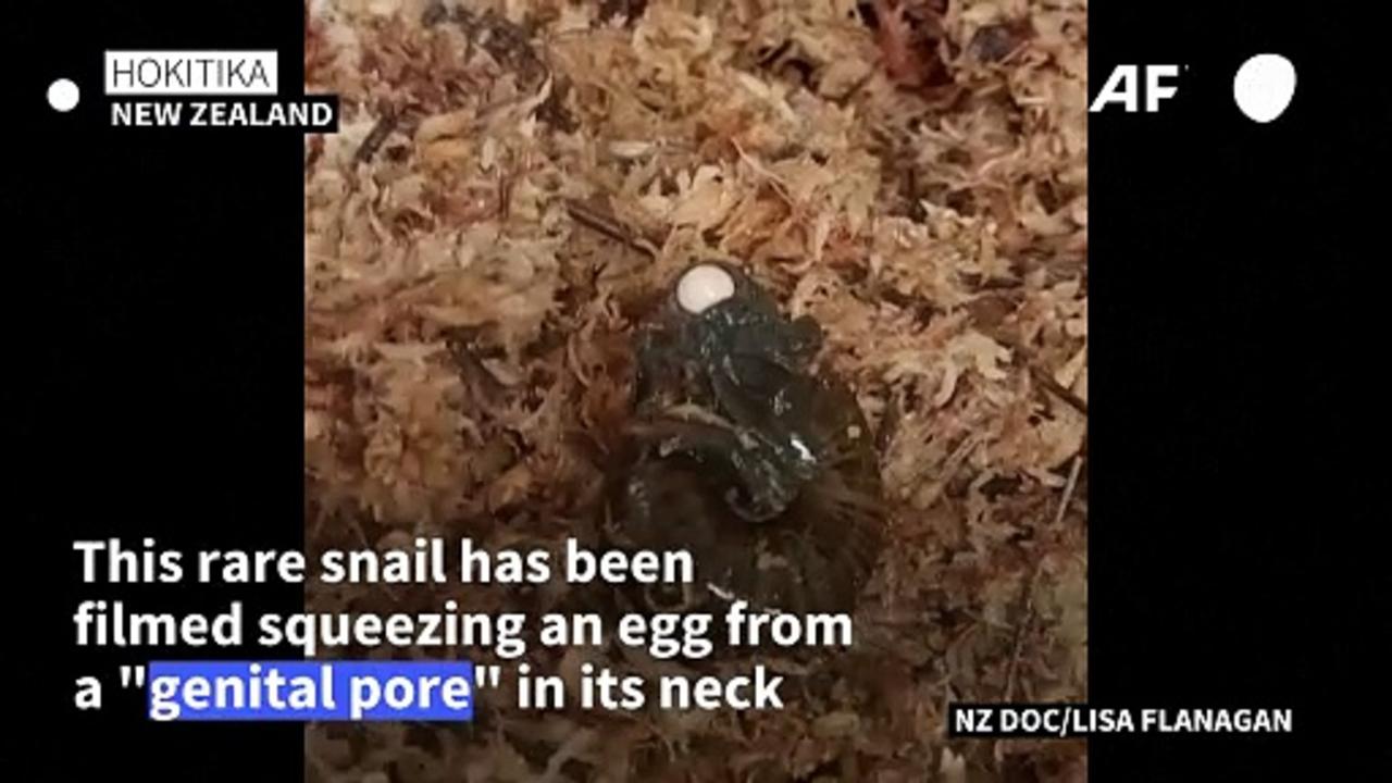 Rare New Zealand snail lays egg from neck