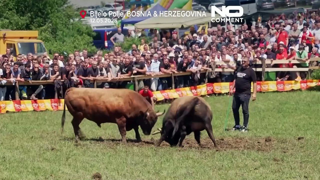 Bosnian girl breaks tradition by training fighting bull for historic tournaments