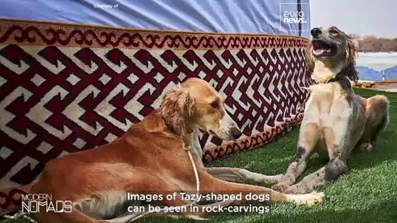 The Kazakh Tazy sighthound: from nomadic guardian to national icon