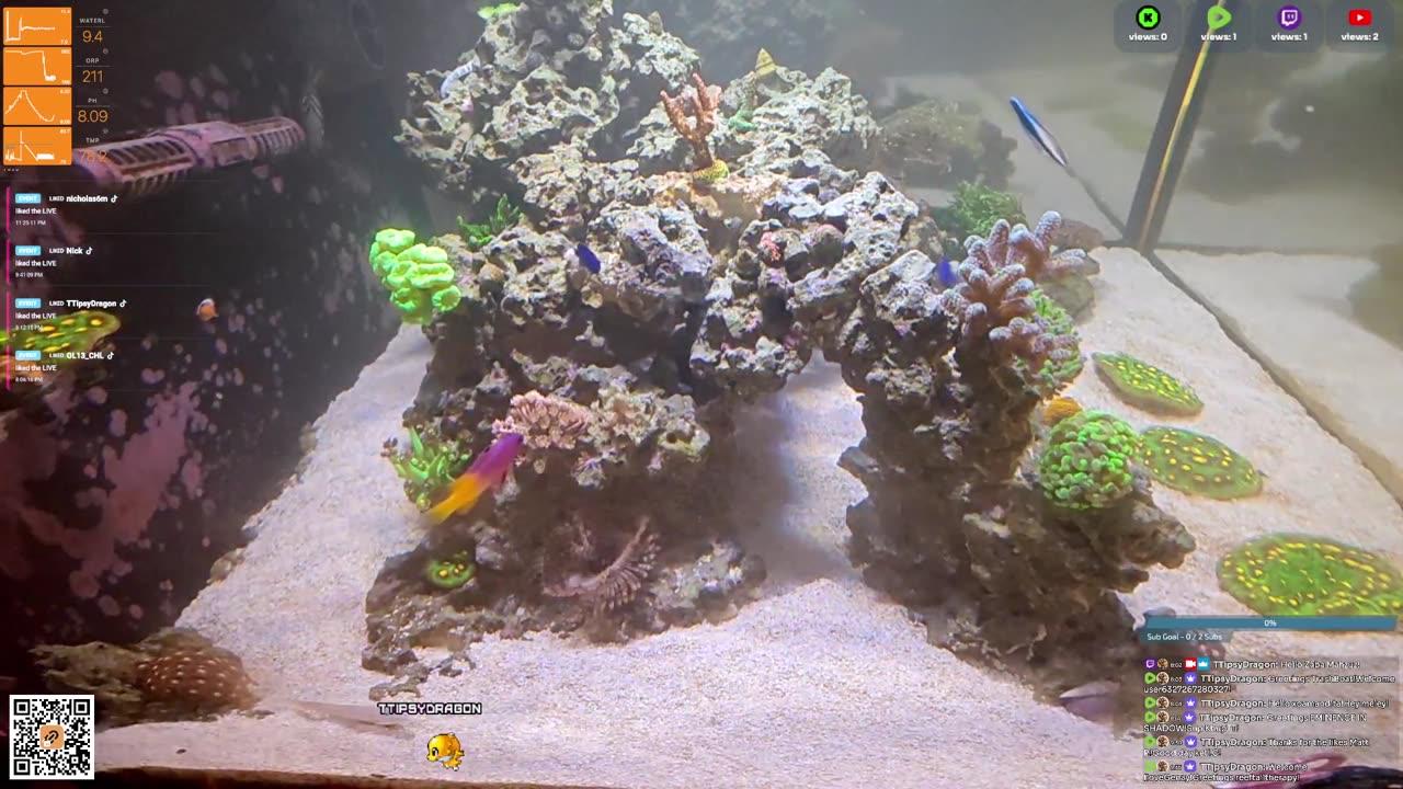 24/7 Real Live Reef Stream