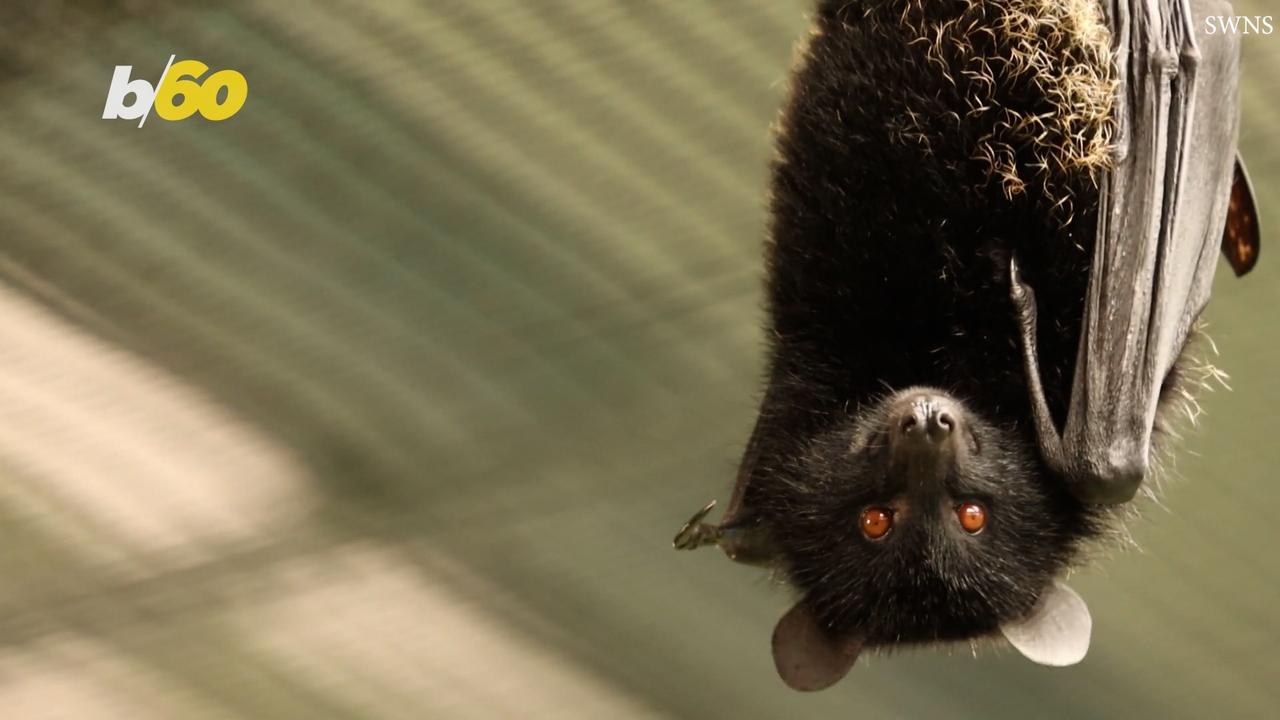 You Might Not Know This, But This Bat Birth Is One of the Rarest You’ll Ever See