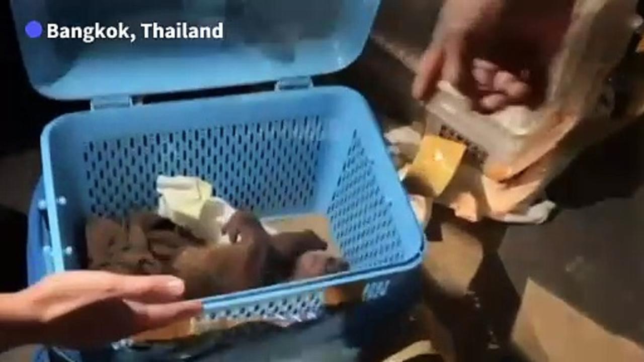 Two baby orangutans saved by Thai police in wildlife trafficking bust