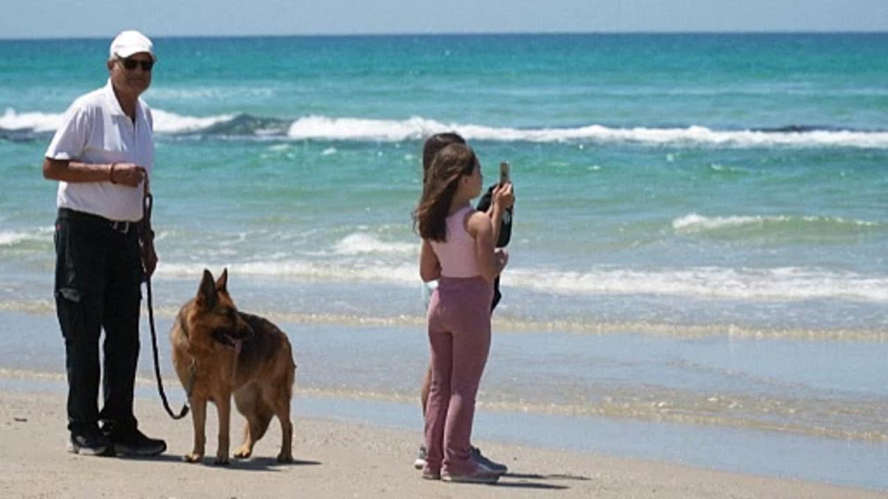'Alpha predator': Israeli beach the site of deadly shark attack