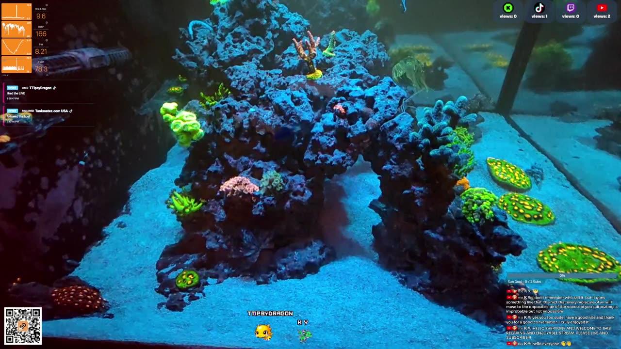 24/7 Real Live Reef Stream
