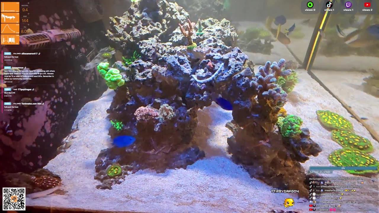 24/7 Real Live Reef Stream