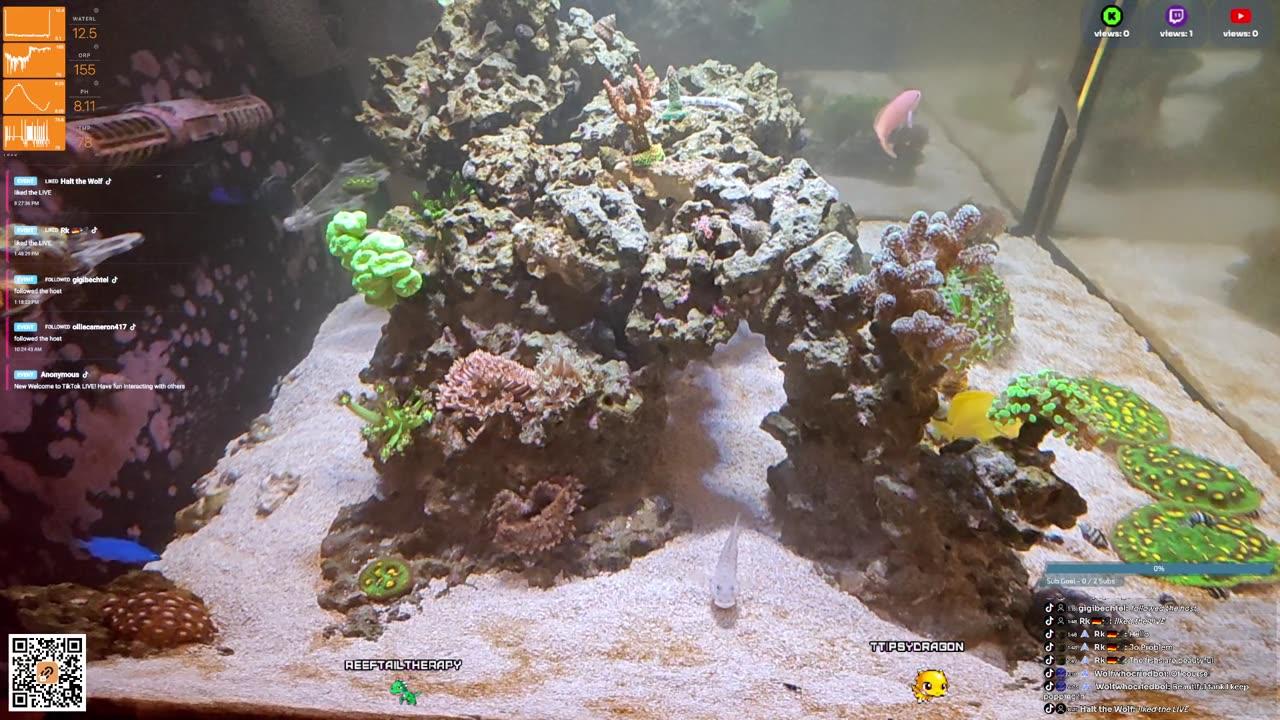 24/7 Real Live Reef Stream