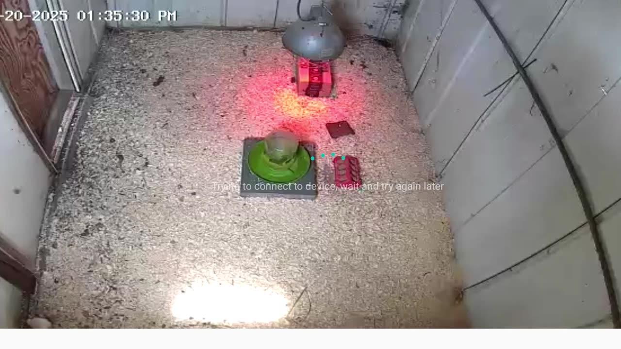2025-05-20 - Millar Time Chicken Cam