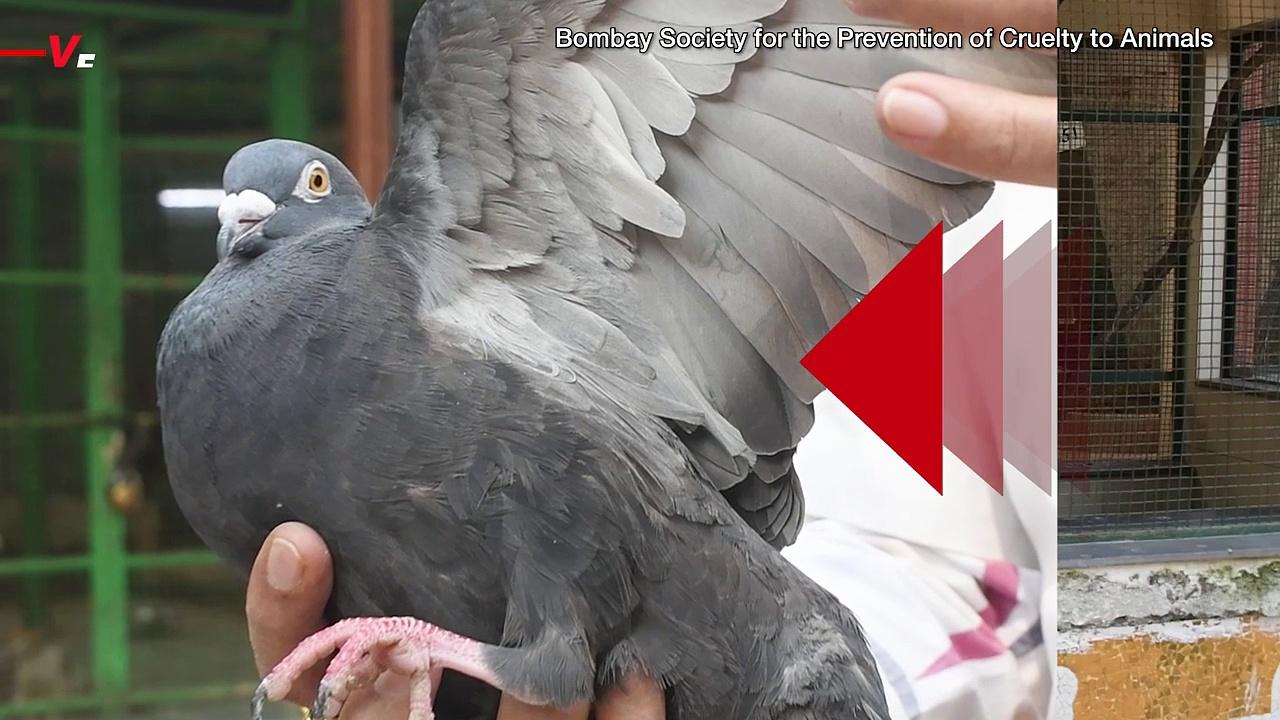 No, This Pigeon Is Not a Chinese Spy, But It Is One of the Weirdest Things You’ll See All Day