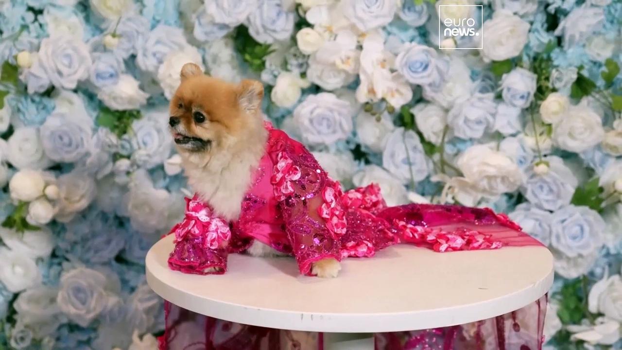 Who Let the Dogs Serve? Glamorous canines dress to impress at New York's 'Pet Gala'