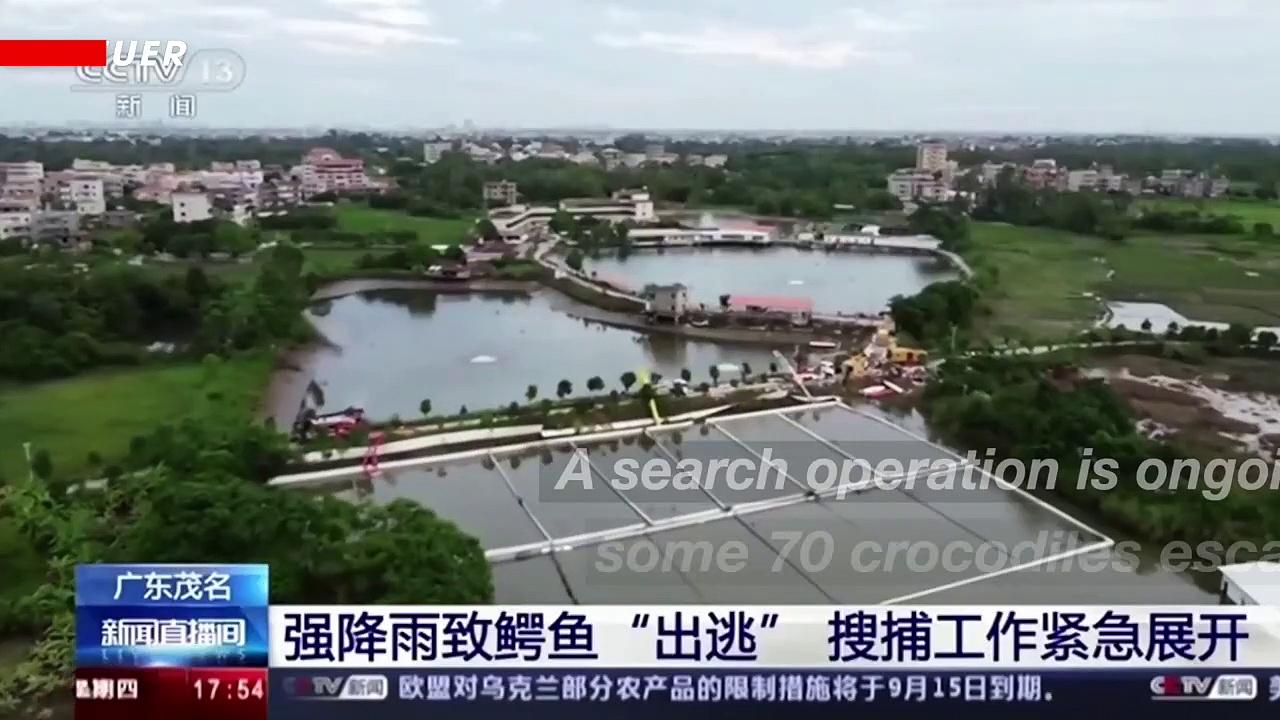 How Did 70 Runaway Crocodiles Get Loose in Southern China?