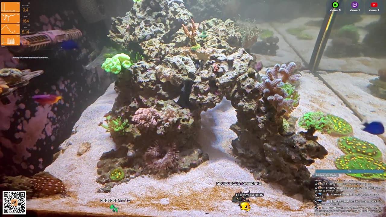 24/7 Real Live Reef Stream