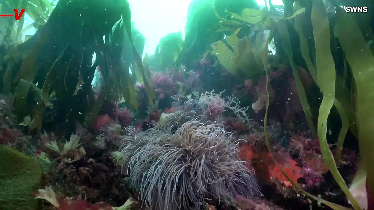 This Rare Seaweed Bed is 4,000 Years Old and Was Discovered Off the Coast of England