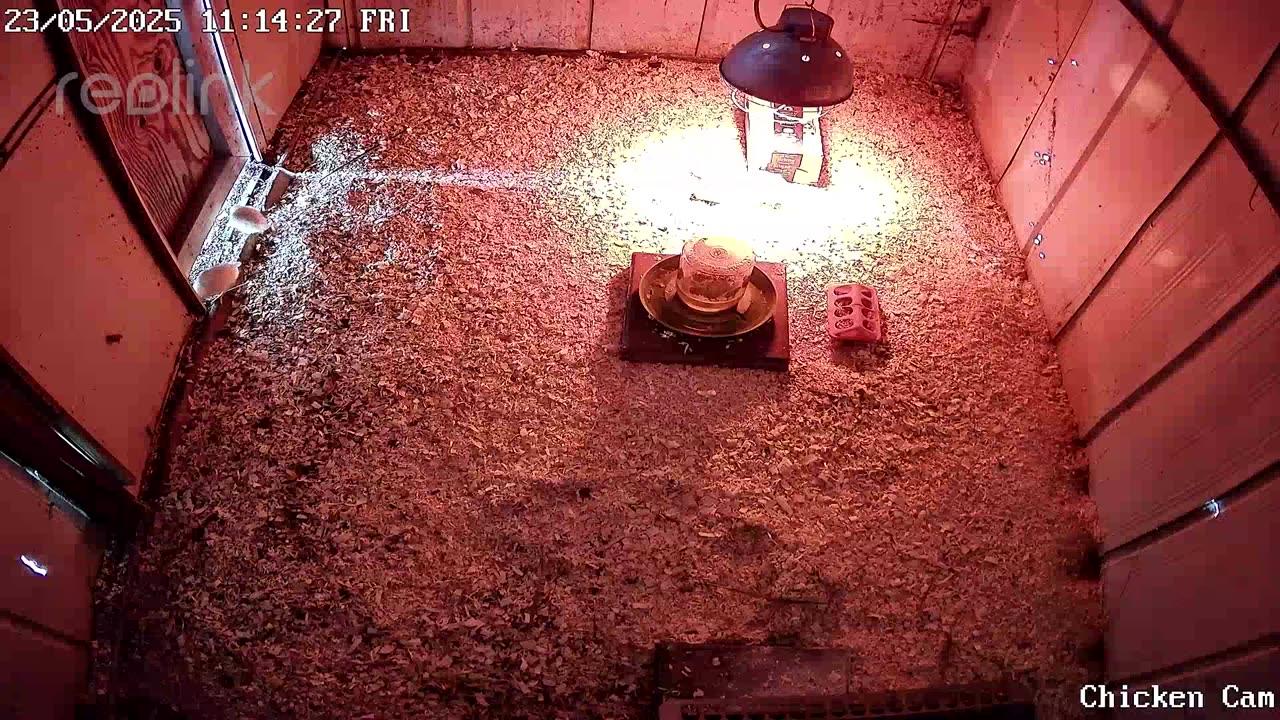 Millar Time Chicken Cam