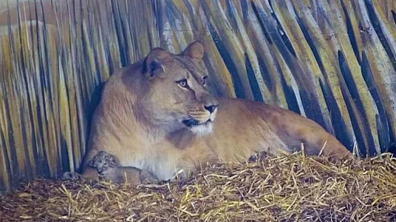 Lioness Kira tends to five newborn cubs in Norwegian zoo