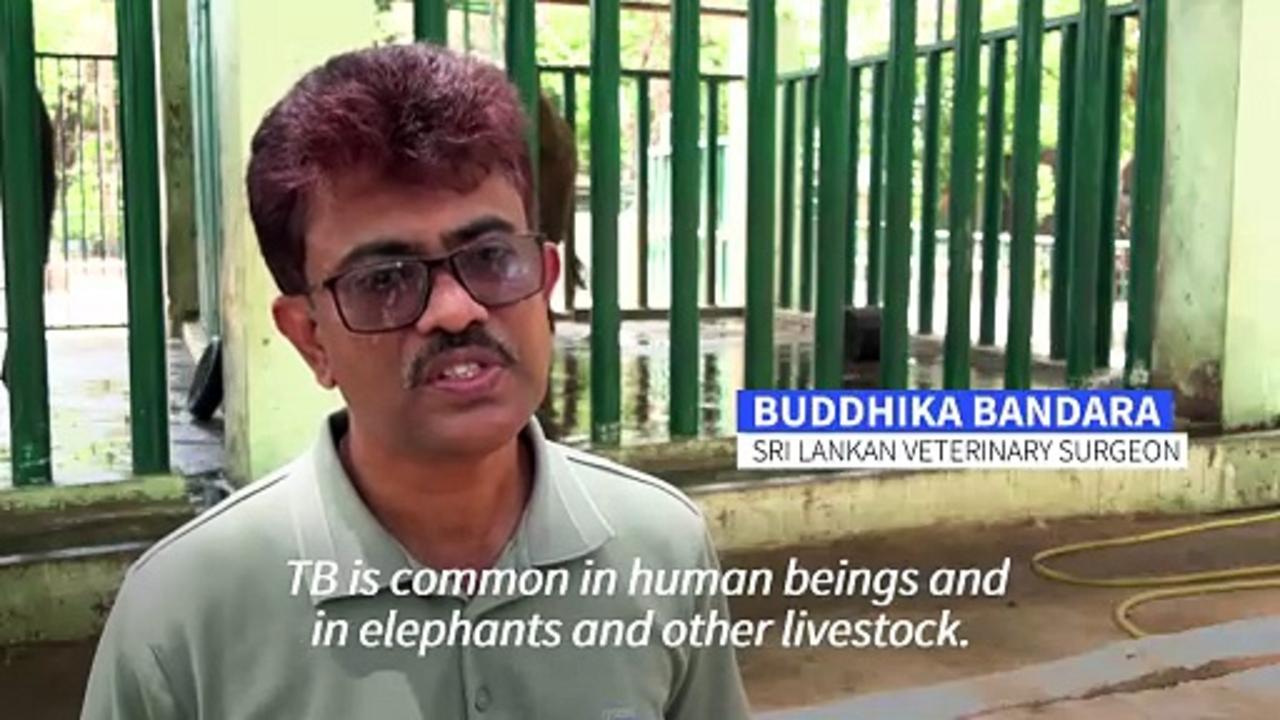 Pakistan's last elephants battle tuberculosis with 400 pills a day