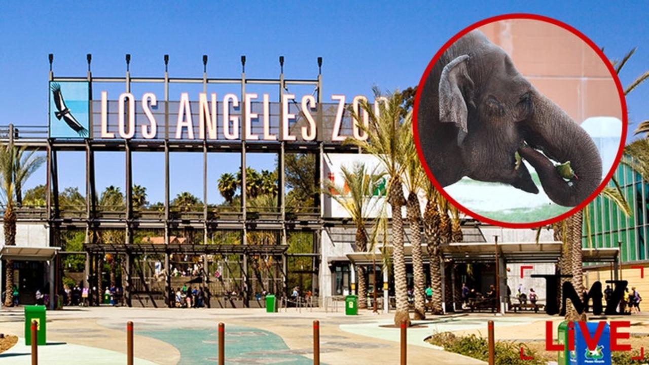 L.A. Zoo Elephants Billy, Tina Transferred to Tulsa Zoo Under Cover of Night | TMZ Live