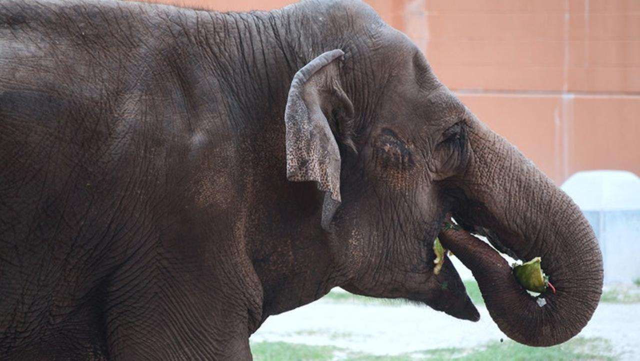 L.A. Zoo Elephants Billy, Tina Transferred to Tulsa Zoo Under Cover of Night | TMZ TV