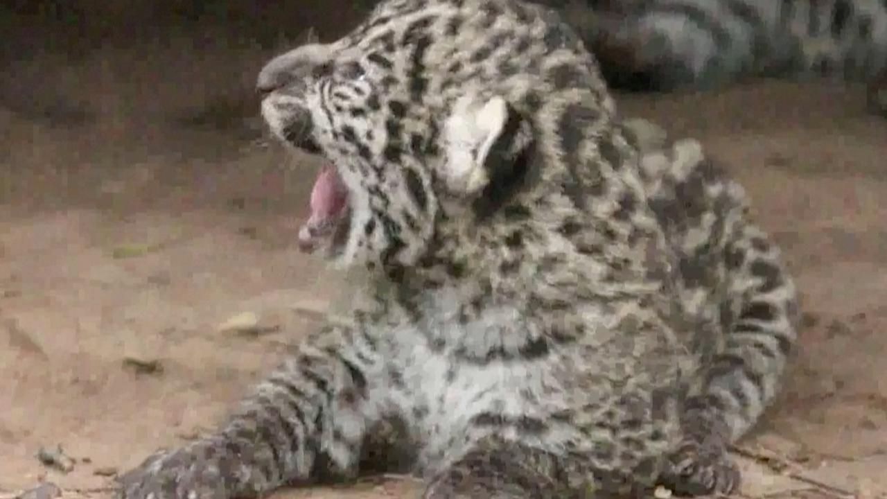 Adorable Jaguar Cubs Bring Hope To Many Worried About Repopulation