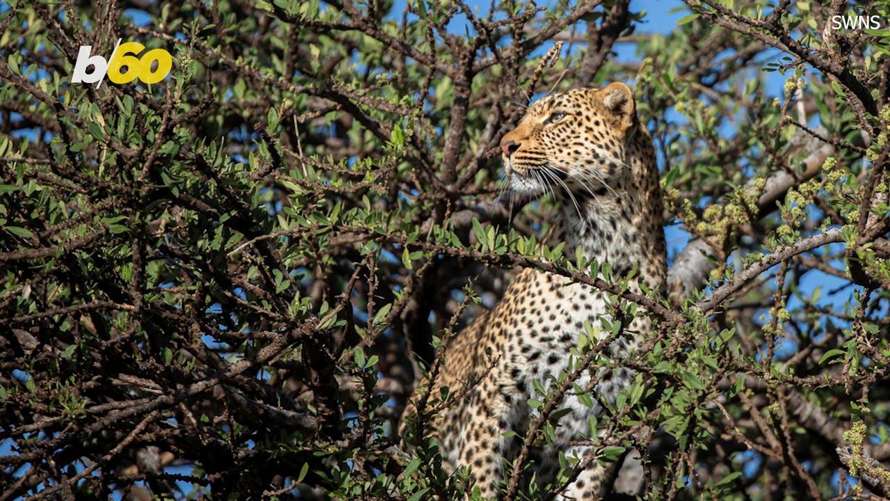 This Leopard Mom Uses Everything She Knows To Get Out of a Predicament