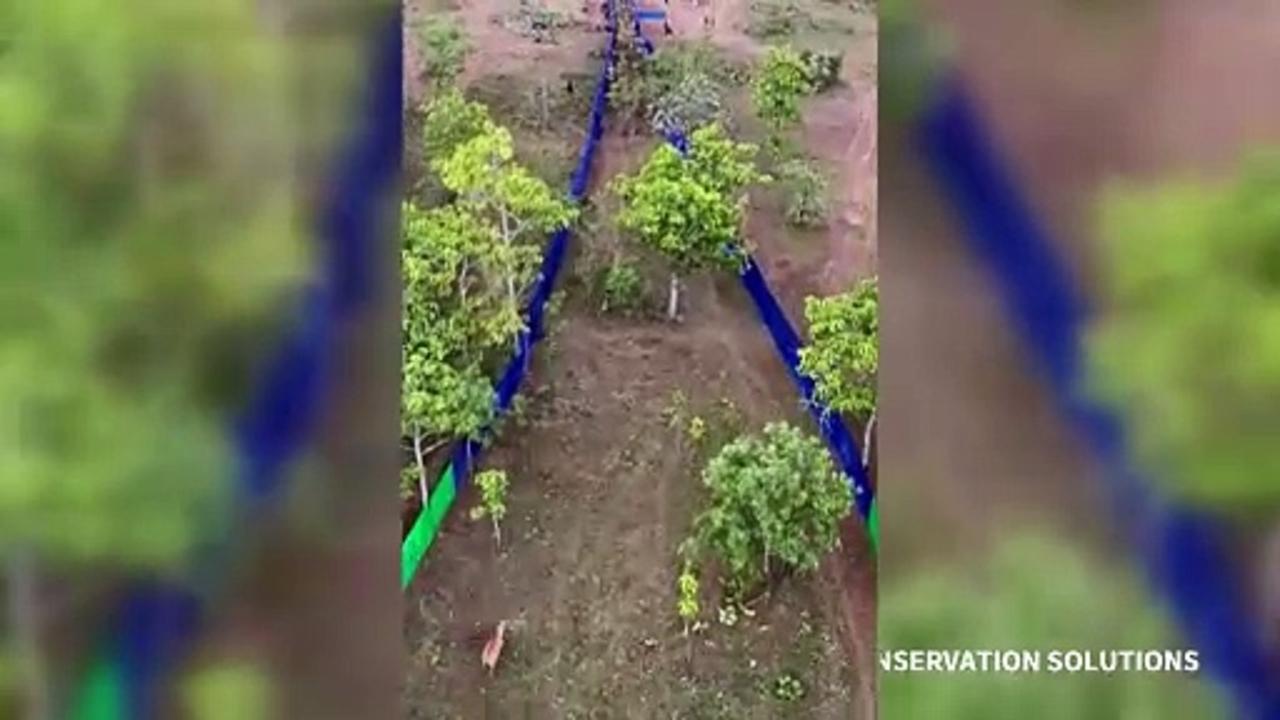 Rare wild cattle herded in Cambodia by helicopter