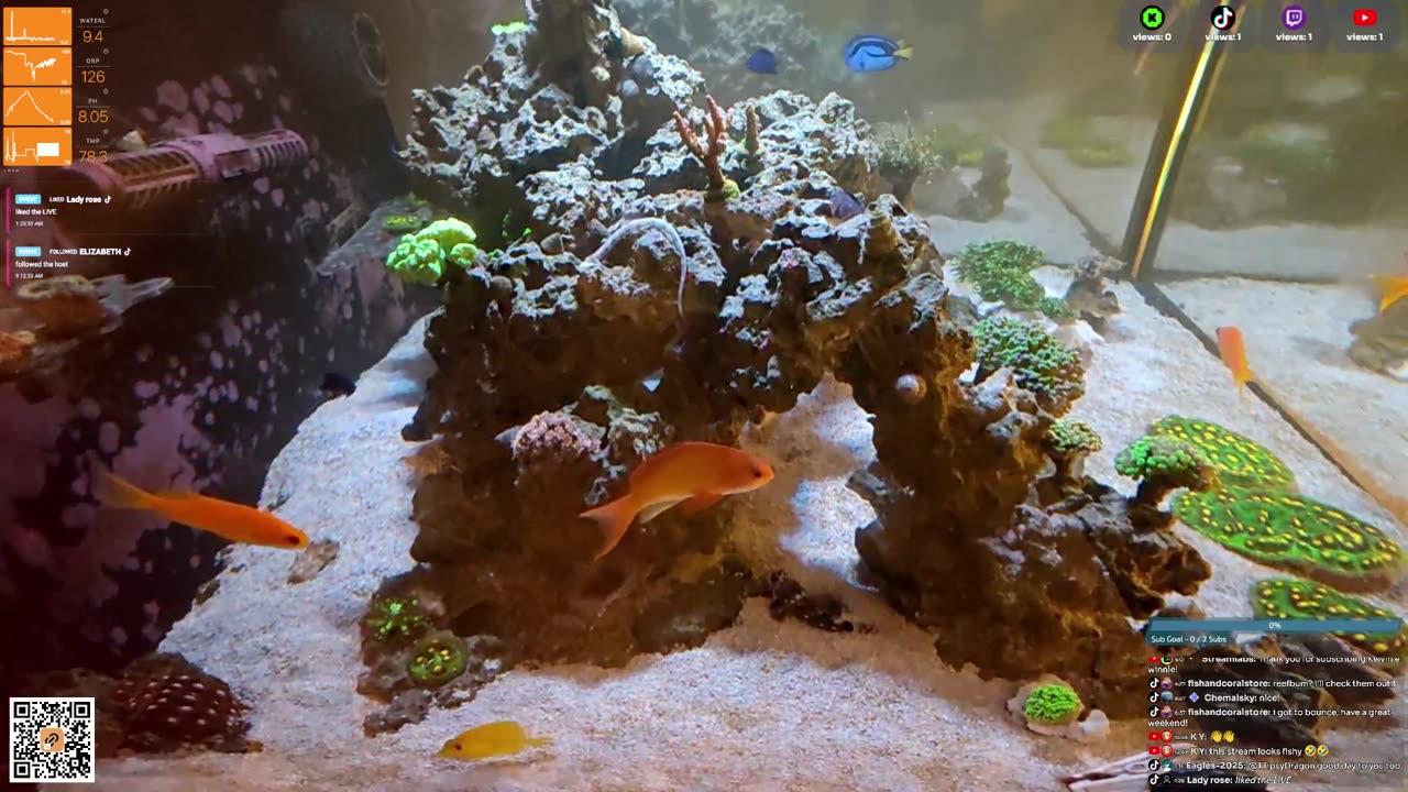 24/7 Real Live Reef Stream