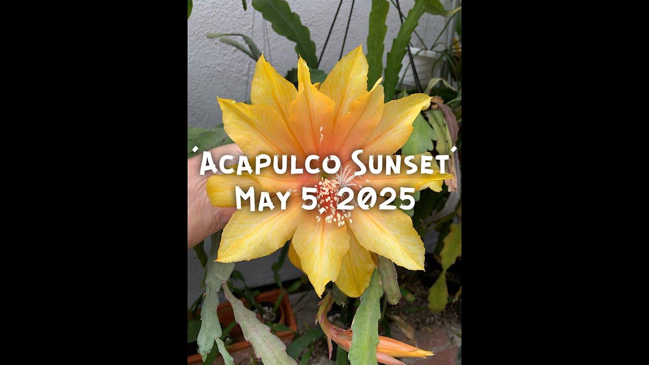 ‘Acapulco Sunset’