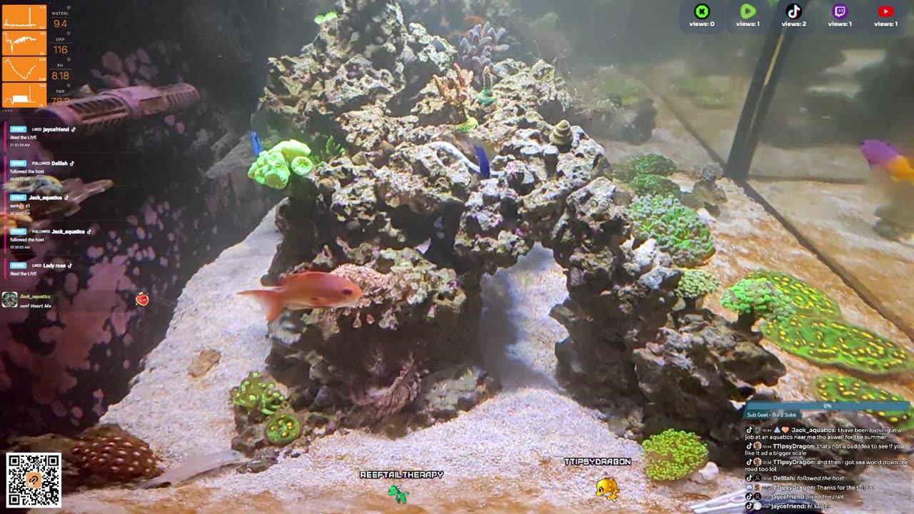 24/7 Real Live Reef Stream