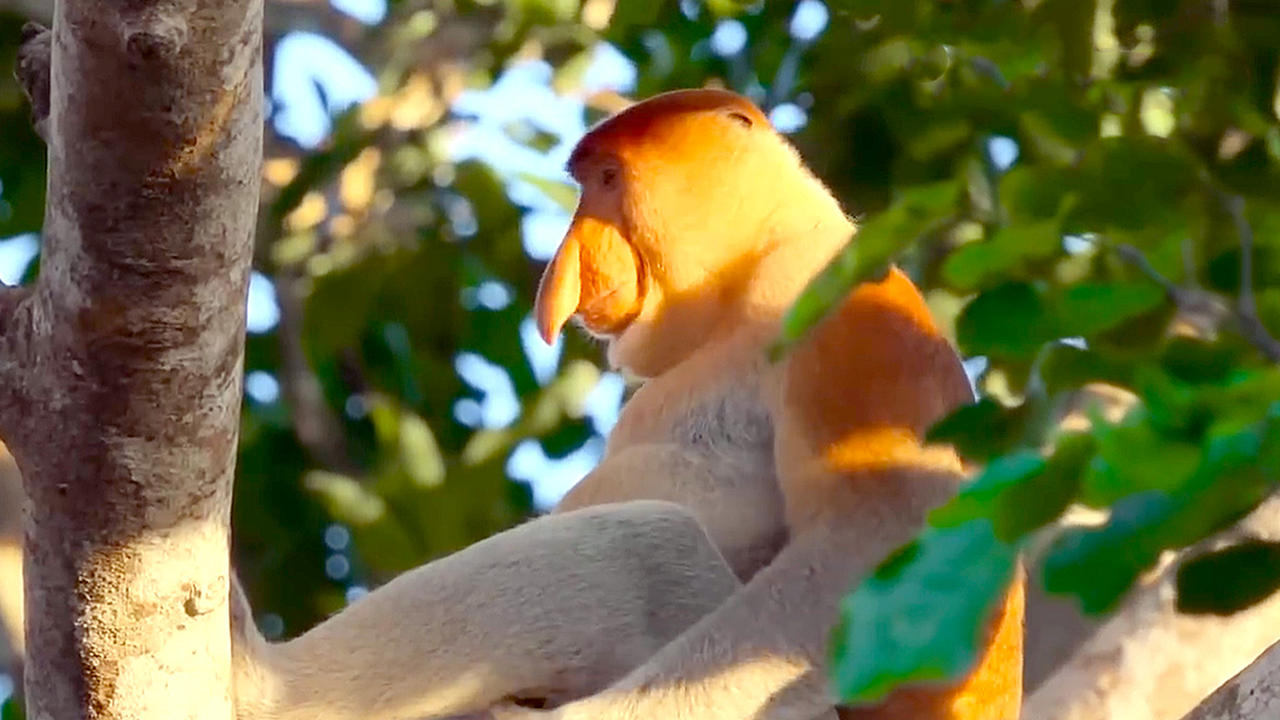 Ryan Reynolds Champions the Weirdest Creatures on Earth in Nat Geo’s Wildly Hilarious Underdogs