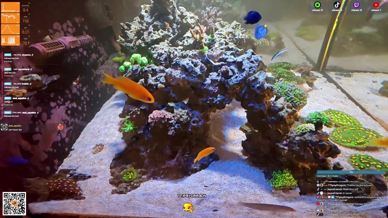 24/7 Real Live Reef Stream