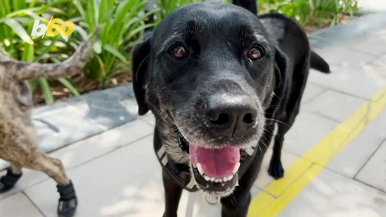 When It Starts To Get Really Hot Outside, Here Are Ways Dog Owners Are Keeping Paws Safe