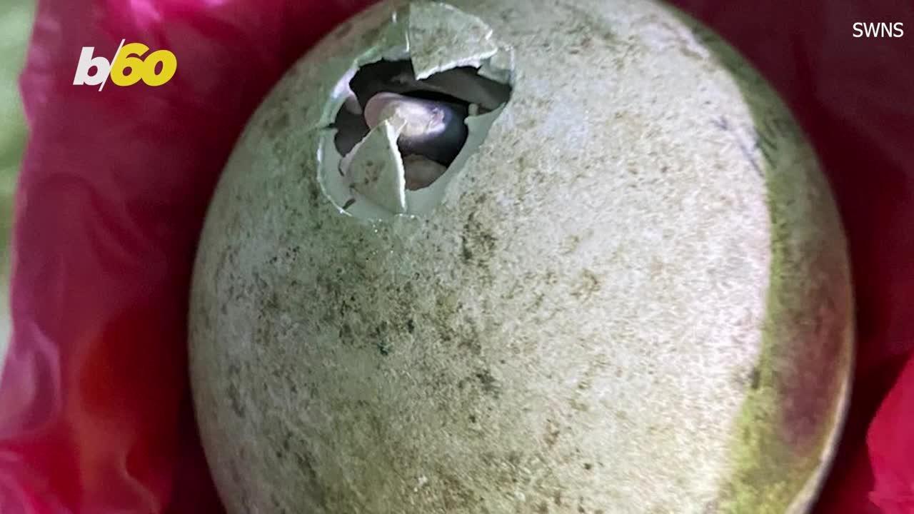 This Adorable Penguin Chicks Hatch Their Eggs and Hearts Are Melting