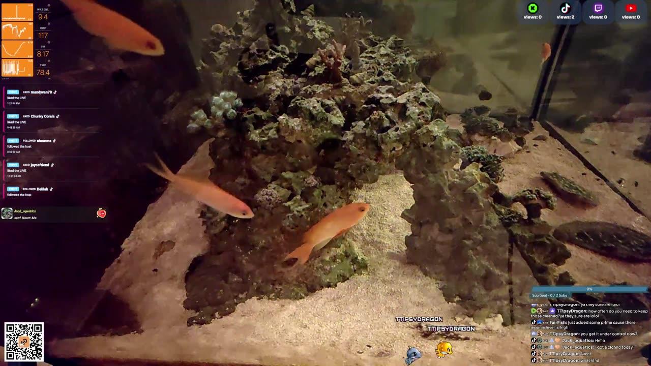 24/7 Real Live Reef Stream