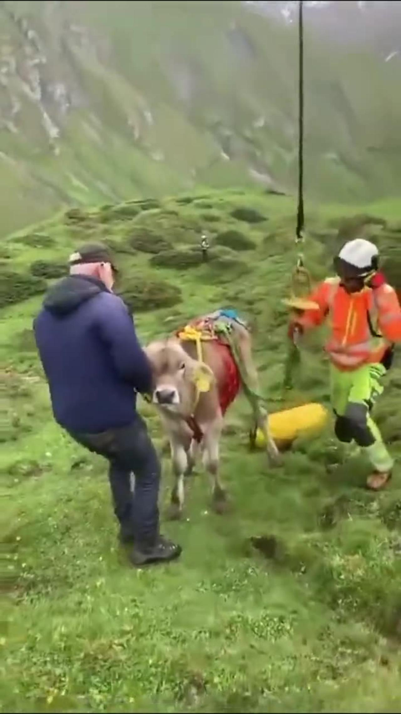 Evacuating Cow by Helicopter in Switzerland