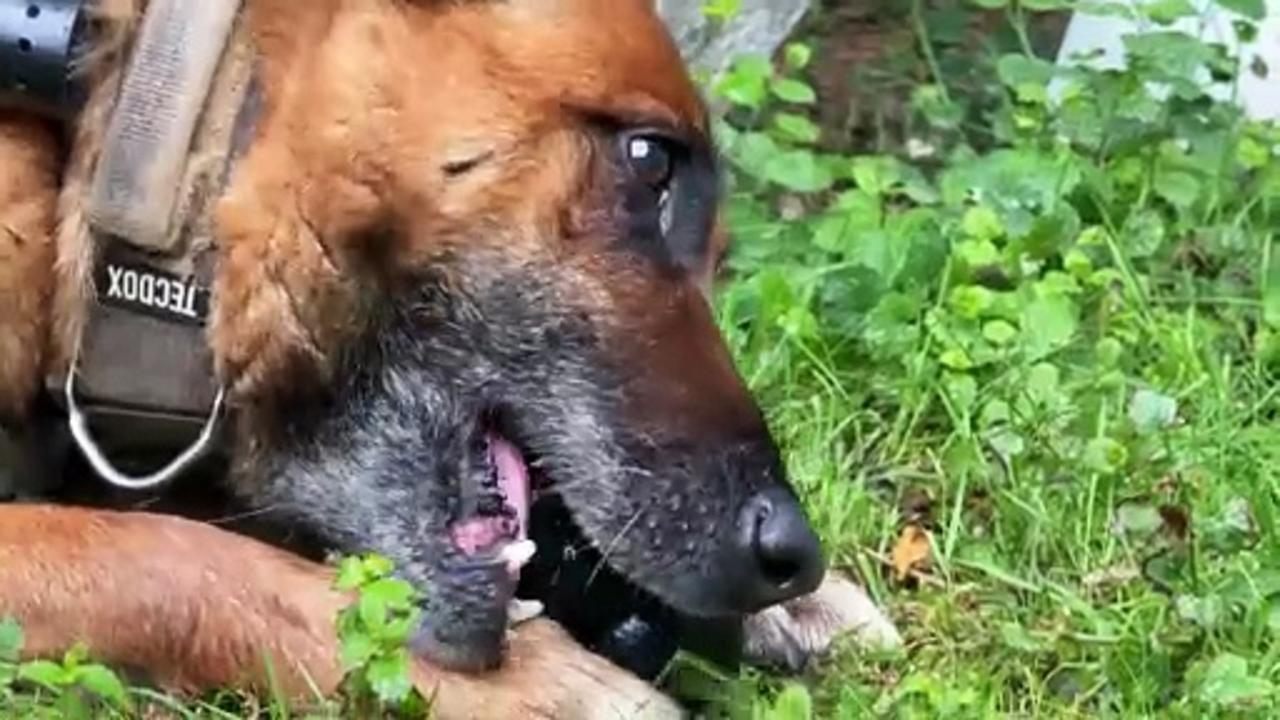 Peyo: France's first drone-guided military dog