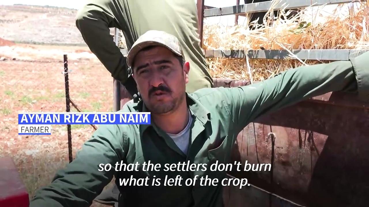 West Bank farmers rush to harvest crops amid rising settler arson attacks