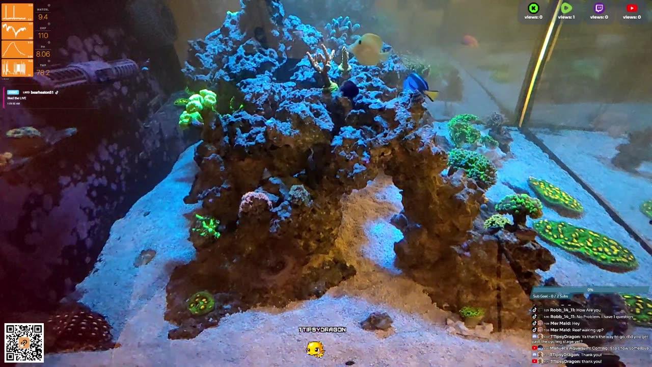 24/7 Real Live Reef Stream