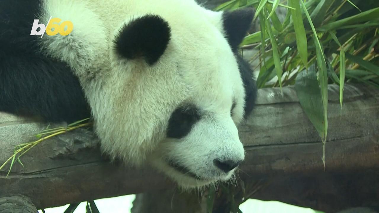 Smile From Ear to Ear Over These Adorable Pandas