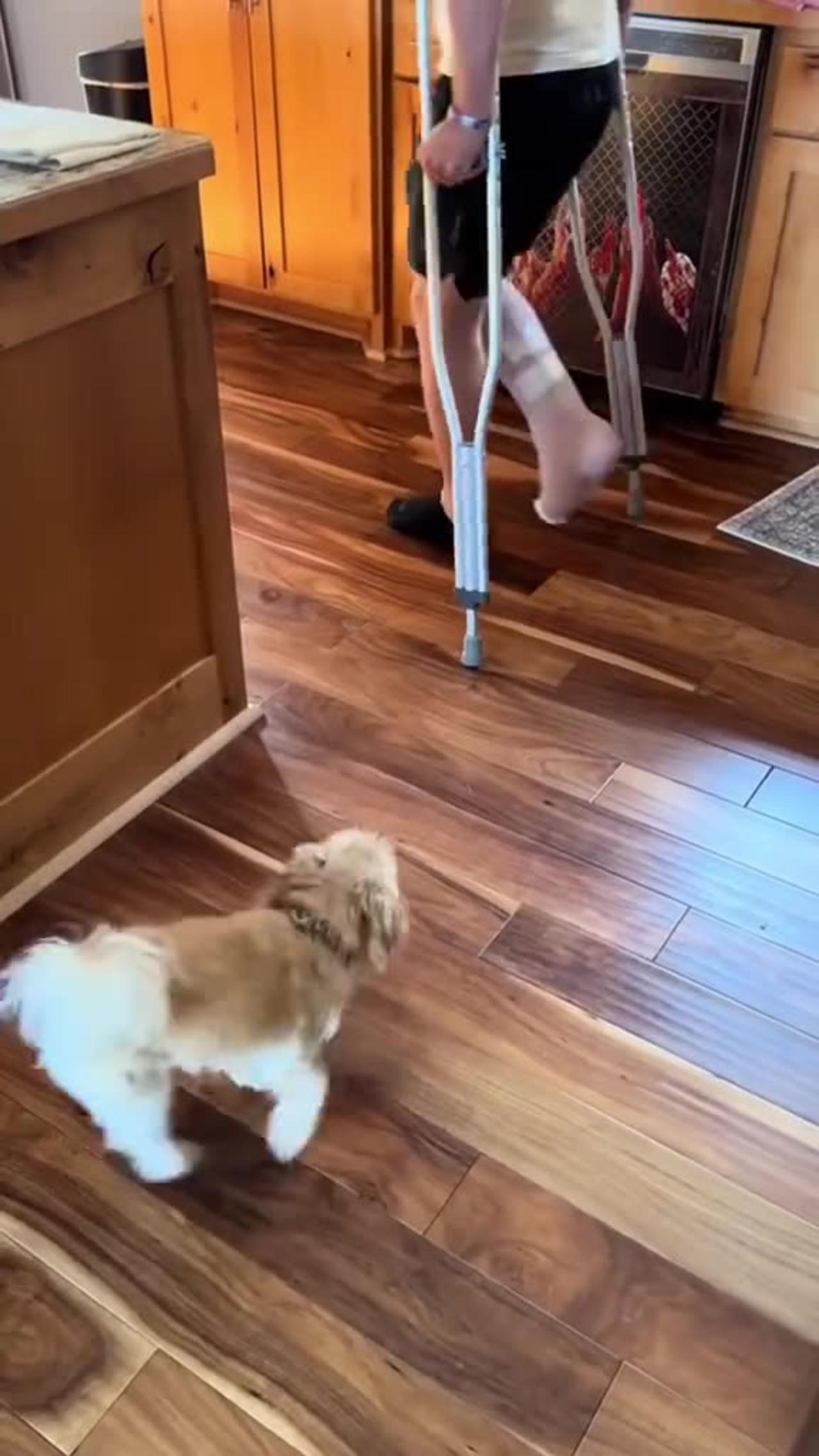 🤣 Dogs Imitate Humans – Too Funny to Be Real! / Câini care Imită Oameni – Prea Tare! 🐾🔥