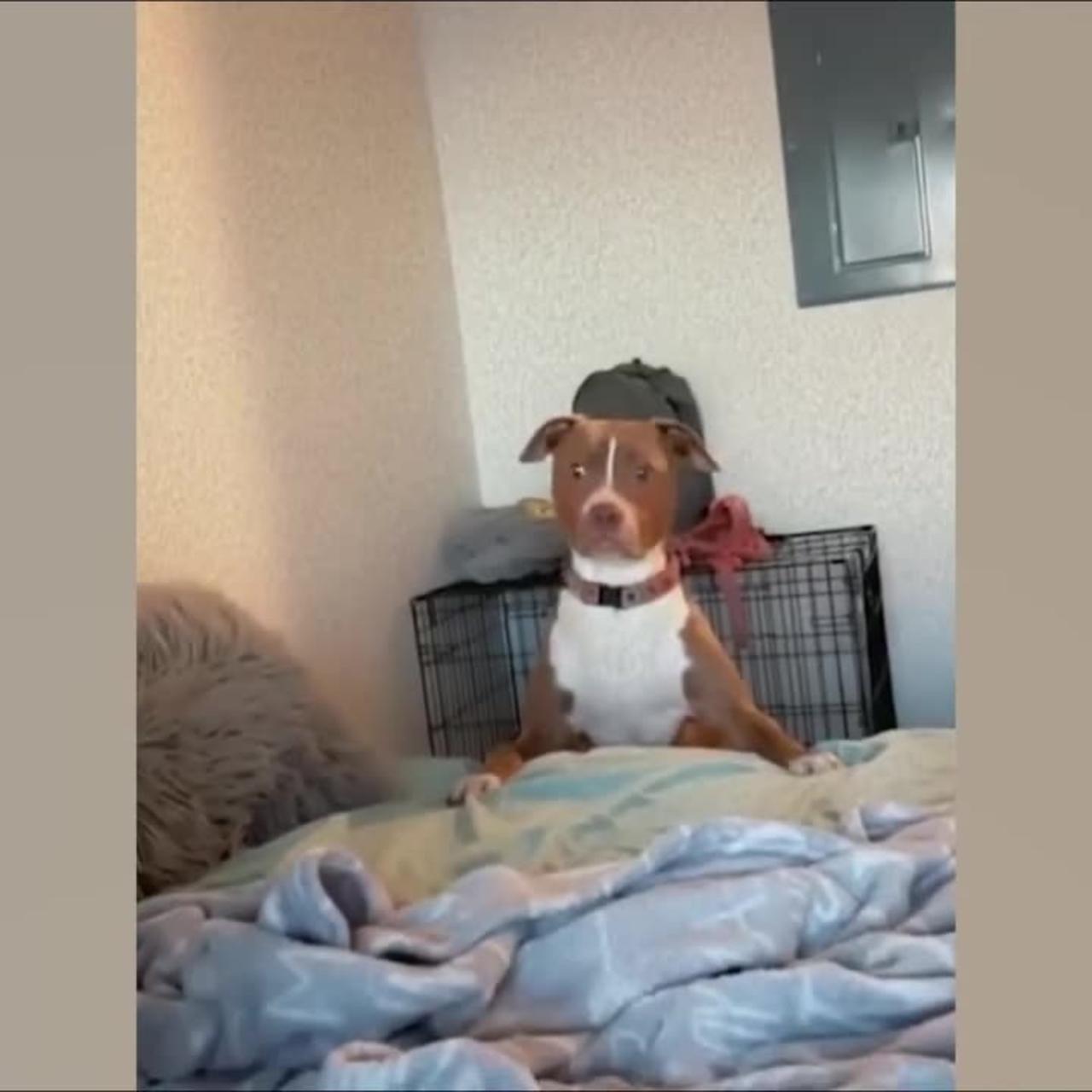 😂 Top Funny Dogs That’ll Make Your Day / Câini Super Amuzanți – Râzi Cu Lacrimi! 🐾🔥