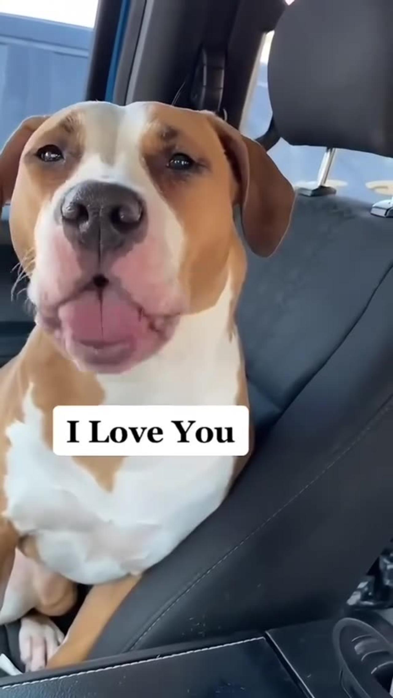 Talking Dogs Compilation – Saying “Mama” & More! / Câini Care Vorbesc – „Mama” și Sunete Haioase! 🐕😂