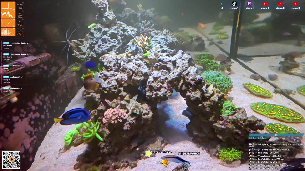 24/7 Real Live Reef Stream