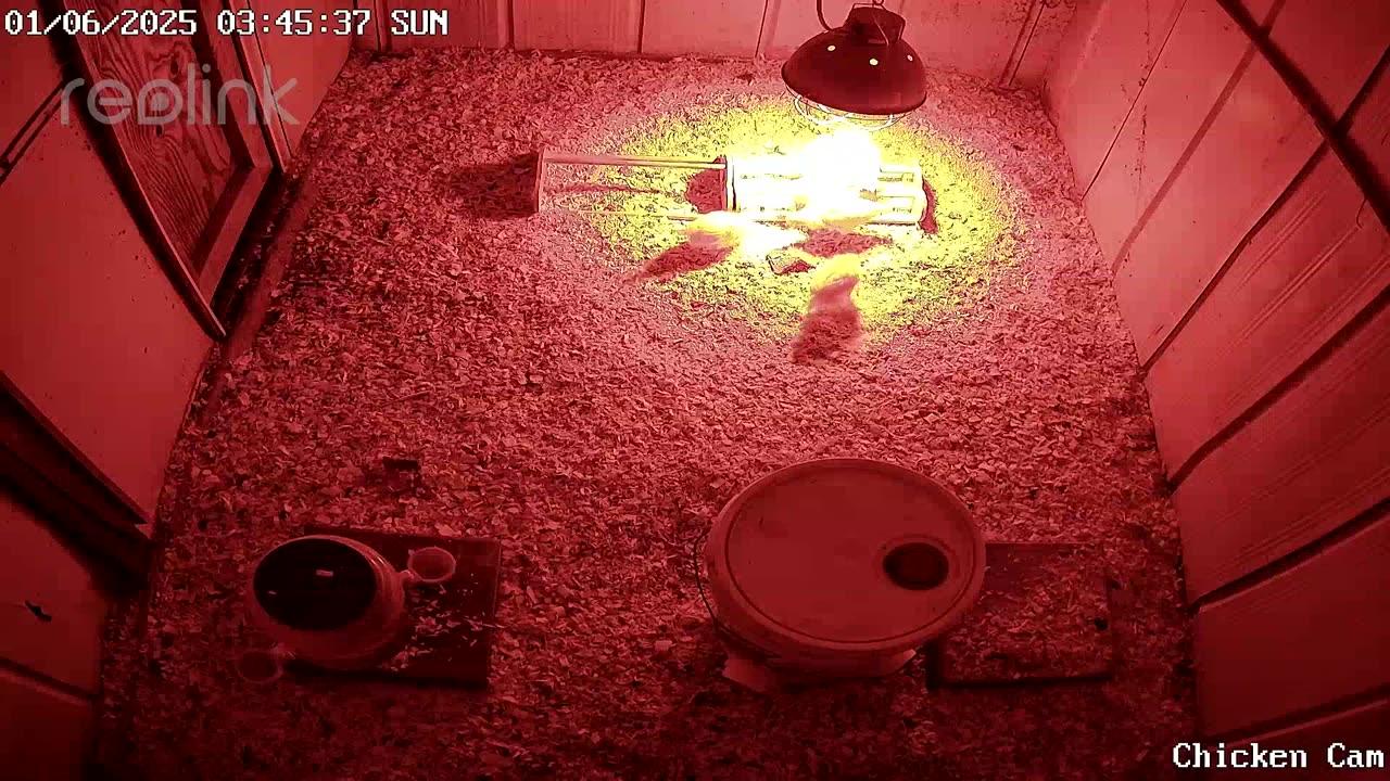 Millar Time Chicken Cam