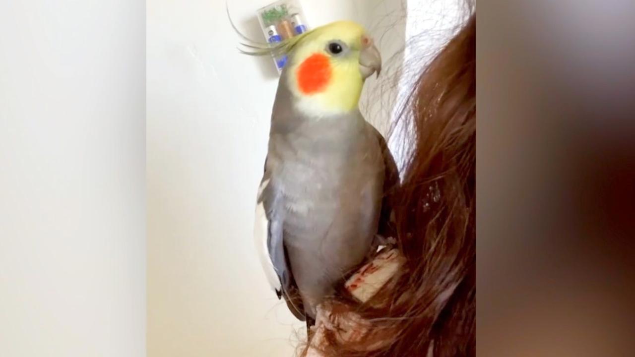 This Talented Bird Has an Amazing Singing Voice and The Range is Insane
